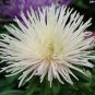 50 Seeds Aster - Needle -white