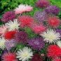 50 Seeds Aster - Needle Mixed
