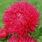 50 Seeds Aster -Gremlin Double - Red