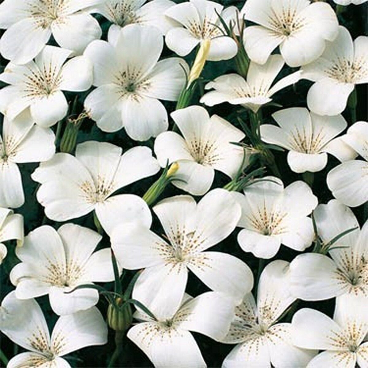 50 Seeds Agrostemma- White