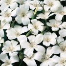 50 Seeds Agrostemma- White