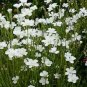 50 Seeds Agrostemma- White