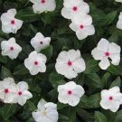 50 Seeds Vinca- Periwinkle- Bright Eyes