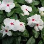 50 Seeds Vinca- Periwinkle- Bright Eyes
