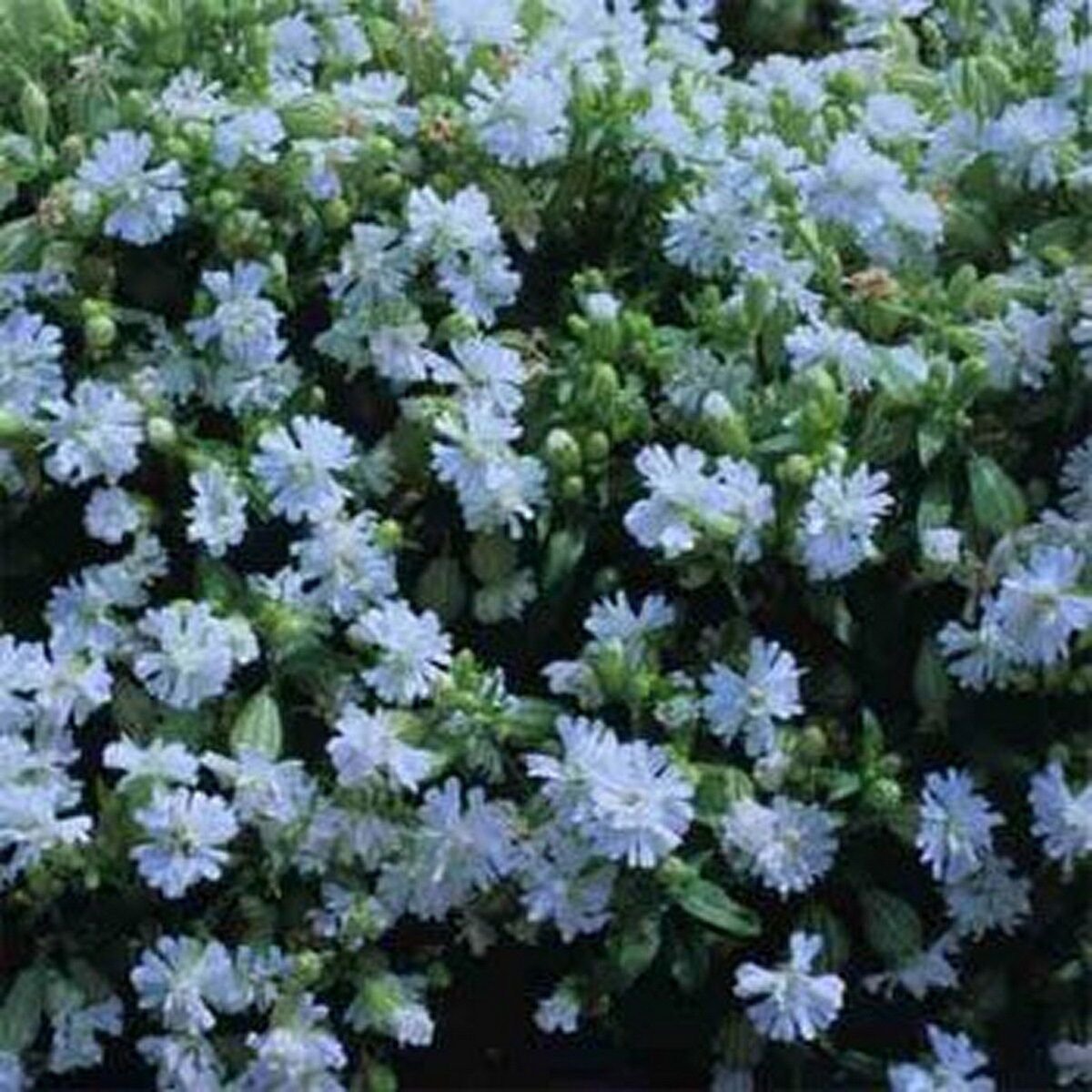 200 Seeds Catchfly- Silene- Snowdrop