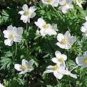 200 Seeds Catchfly- Silene- Snowdrop