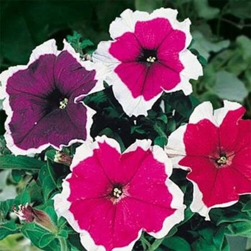 100 Seeds Petunia-Picotee Mix