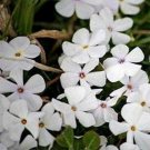 200 Seeds Phlox-Mountain- Linanthus Grandiflorus