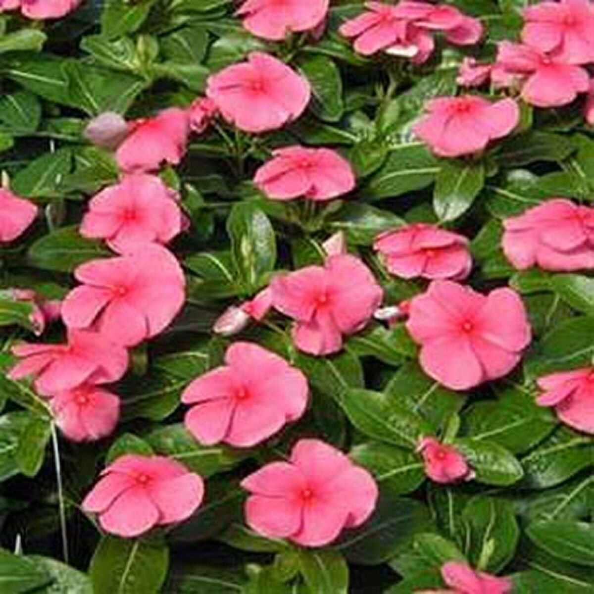 50 Seeds Vinca- Periwinkle- Pink