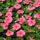 50 Seeds Vinca- Periwinkle- Pink