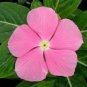 50 Seeds Vinca- Periwinkle- Pink