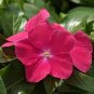 50 Seeds Vinca- Periwinkle- Rose