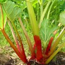 25 Seeds Rhubarb- Victoria(Rheum)