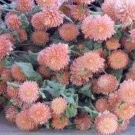 50 Seeds Gomphrena Globosa- Salmon