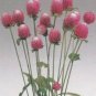 50 Seeds Gomphrena Globosa- Salmon