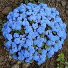 200 Seeds Ageratum - Blue