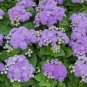 200 Seeds Ageratum - Blue
