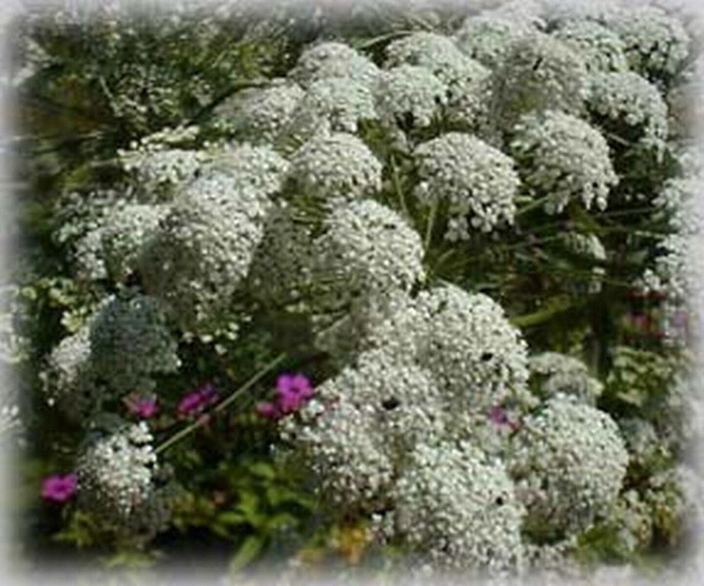 500 Seeds Bishop's Flower