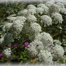 500 Seeds Bishop's Flower