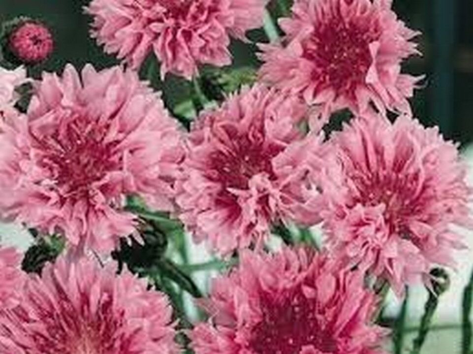 200 Seeds Bachelor Button- Cornflower- Pink