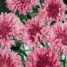 200 Seeds Bachelor Button- Cornflower- Pink