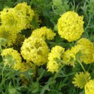 25 seeds Gaillardia-Pulchella- Sundance Yellow