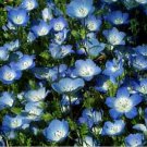 200 Seeds Baby Blue Eyes