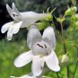 100 Seeds Foxglove- White Beardtongue