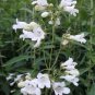 100 Seeds Foxglove- White Beardtongue