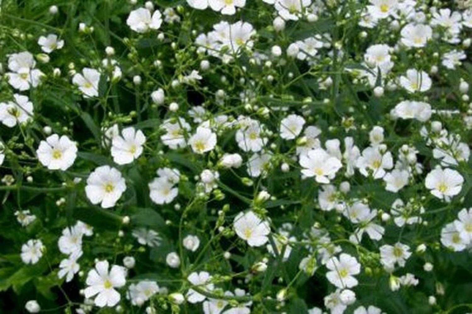 500 Seeds Baby's Breath- White