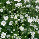 500 Seeds Baby's Breath- White