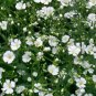 500 Seeds Baby's Breath- White