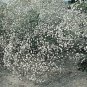 500 Seeds Baby's Breath- White