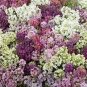 200 Seed Alyssum- Paletta Mix