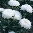 50 Seeds Aster -Milady -white