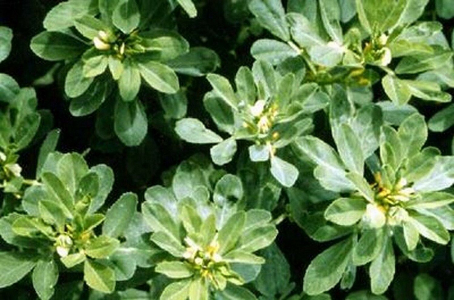 50 Seeds Fenugreek Herb