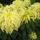 100 Seeds Amaranthus- Yellow