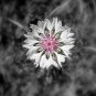 200 Seeds Bachelor Button- Cornflower- White