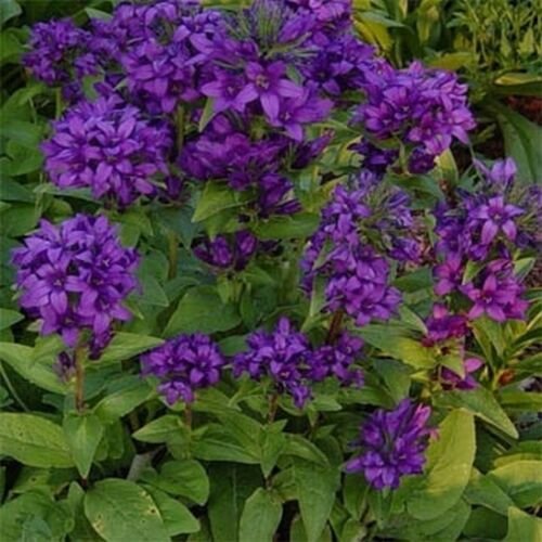 50 Seeds Bellflower- Superba-Campanula Glomerata