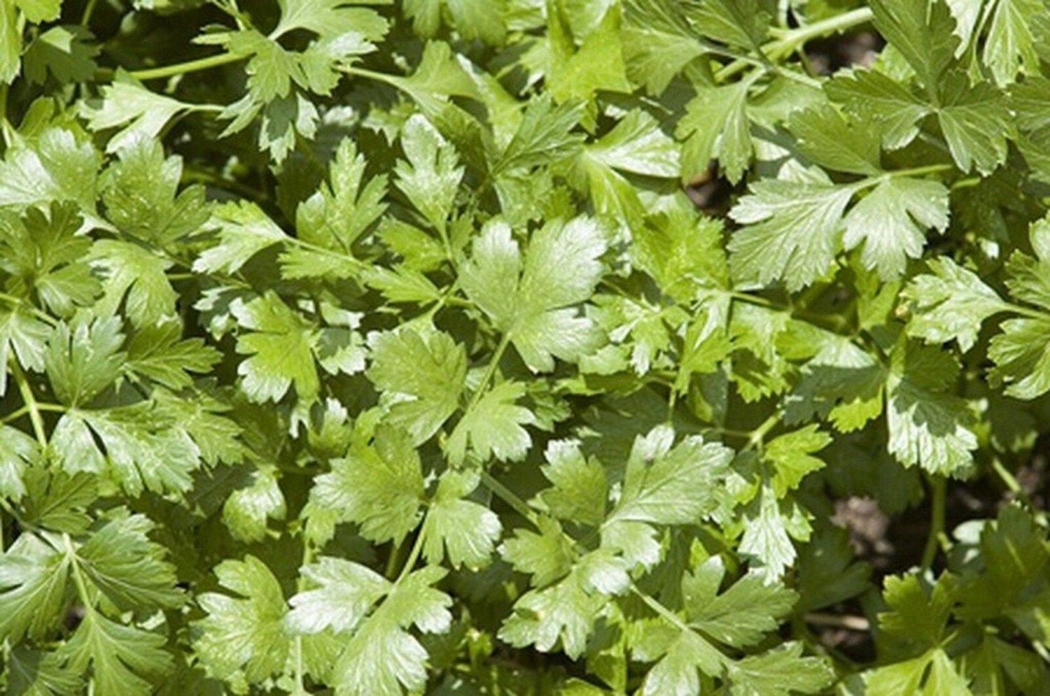 200 Seeds Arugula- Rocket