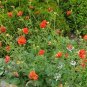 50 Seeds Geum- Chiloense- Mrs. Bradshaw