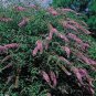 25 Seeds Butterfly Bush- Violet