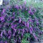 25 Seeds Butterfly Bush- Violet
