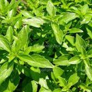 50 Seeds Basil- Clove