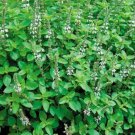 100 Seeds Marjoram- Sweet- Hortensis