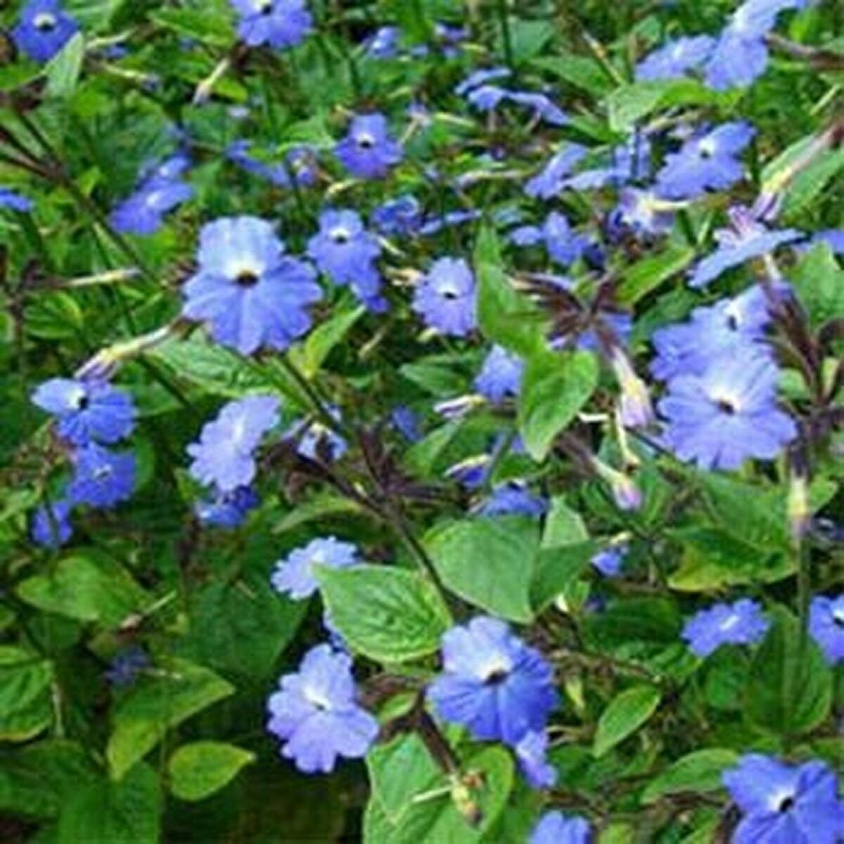 100 Seeds Browalia- Americana