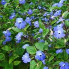 100 Seeds Browalia- Americana