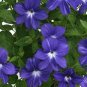 100 Seeds Browalia- Americana