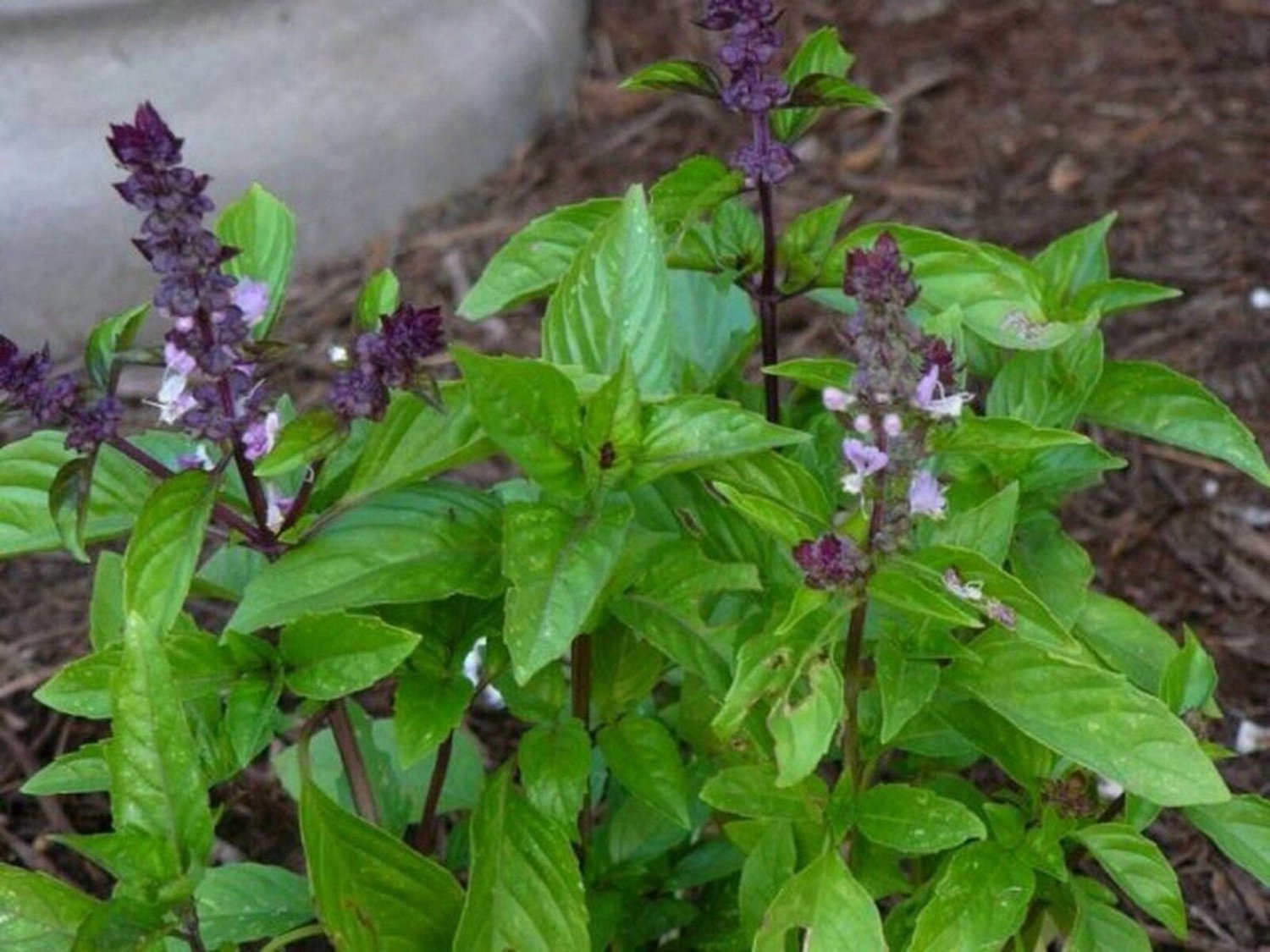 200 Seeds Basil- Cinnamon