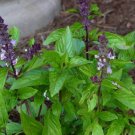 200 Seeds Basil- Cinnamon